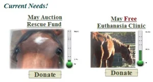 horse rescue