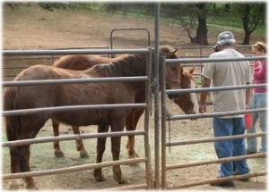 horse rescue