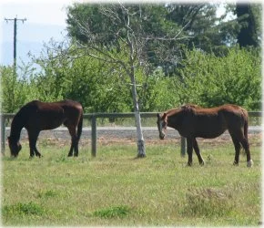 horse rescue