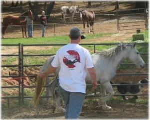 horse rescue