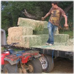 horse rescue