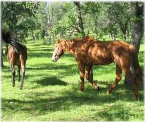 horse rescue