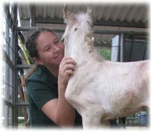 horse shelter