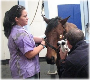 horse shelter