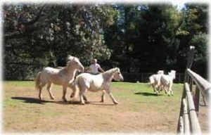 Horse rescue