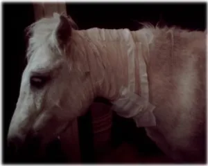 horse rescue