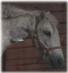 horse rescue