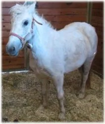 horse rescue