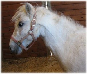 horse rescue
