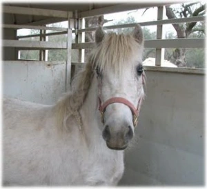 horse rescue