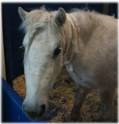 horse rescue