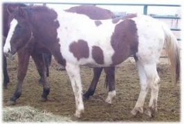 horse rescue