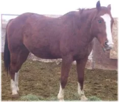horse rescue