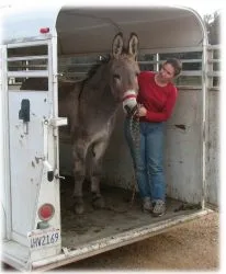 horse rescue