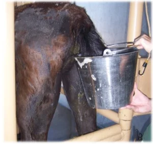 horse rescue