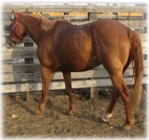 horse rescue