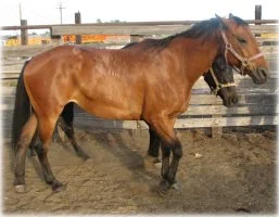 horse rescue