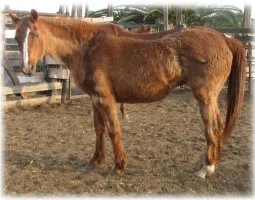 horse rescue