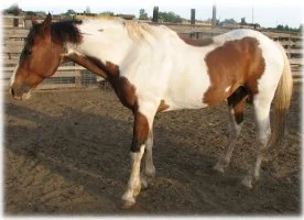 horse rescue
