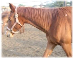 horse rescue