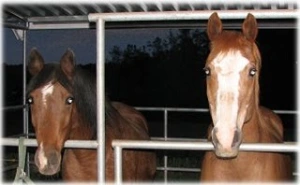 horse rescue