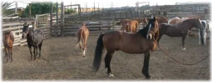 horse rescue