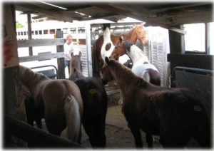 horse rescue