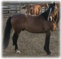 horse rescue