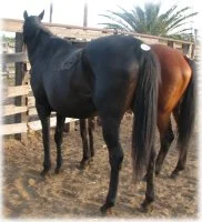horse rescue
