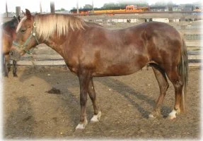 horse rescue