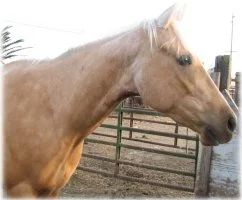 horse rescue