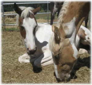 horse rescue