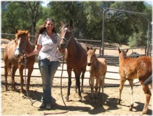 horse rescue