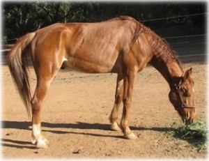 horse rescue