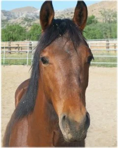 horse rescue