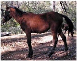 horse rescue