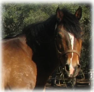 horse rescue