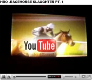 horse rescue