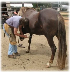 horse rescue