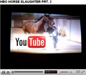 horse rescue