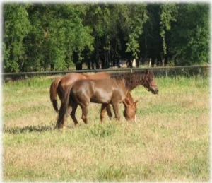 horse rescue