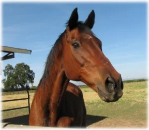 horse rescue