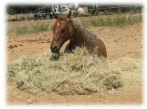horse rescue