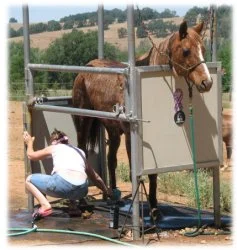 horse rescue