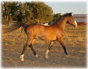 horse rescue
