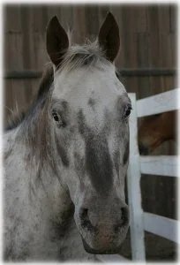 horse rescue