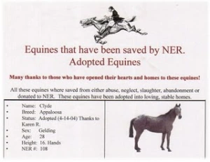horse rescue