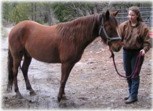 horse rescue