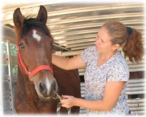 horse rescue