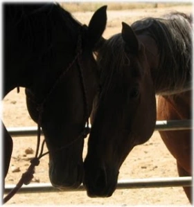 horse rescue